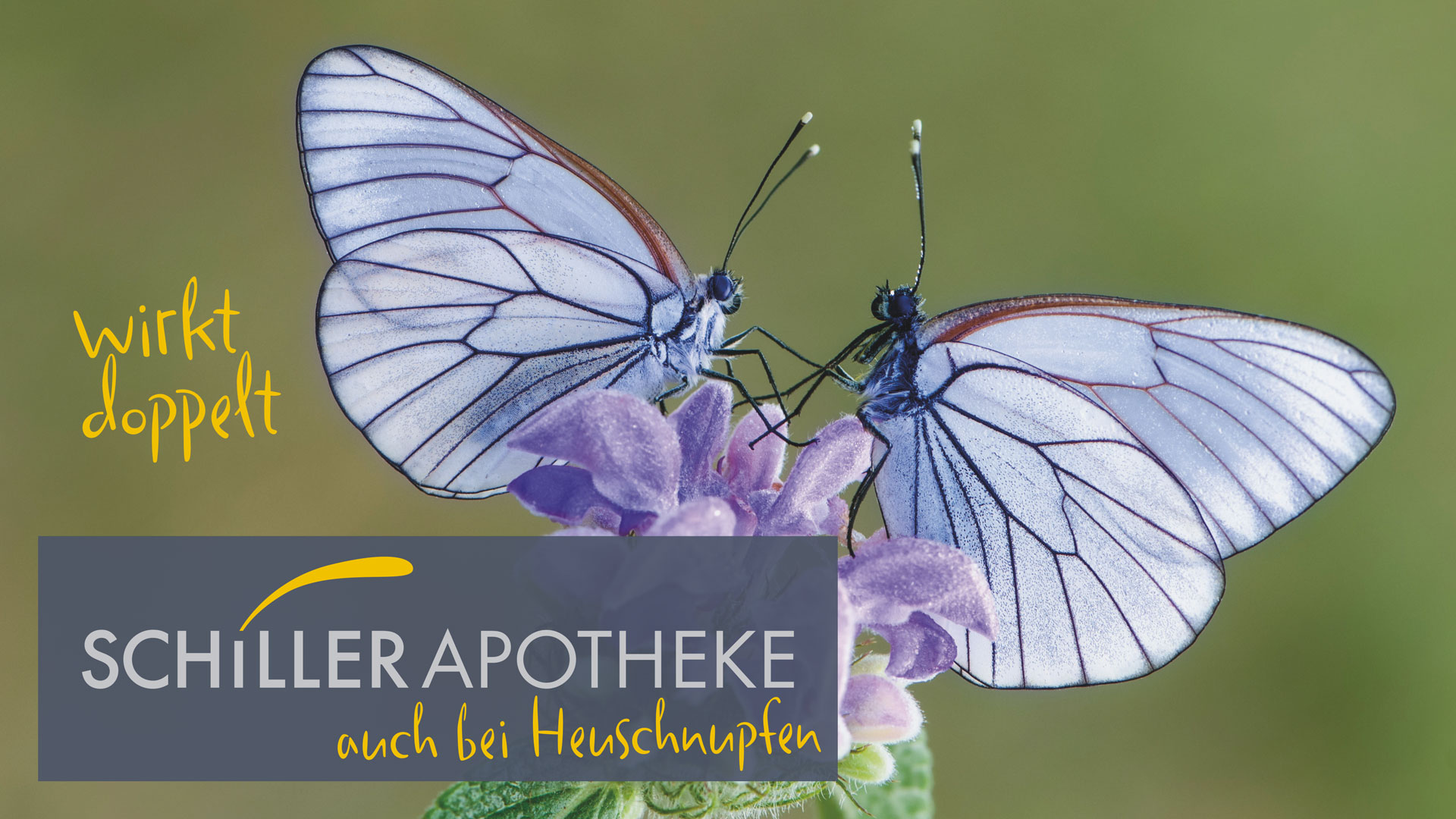 Zwei Schmetterlinge mit dem Spruch Schiller Apotheke wirkt doppelt auch bei Heuschnupfen