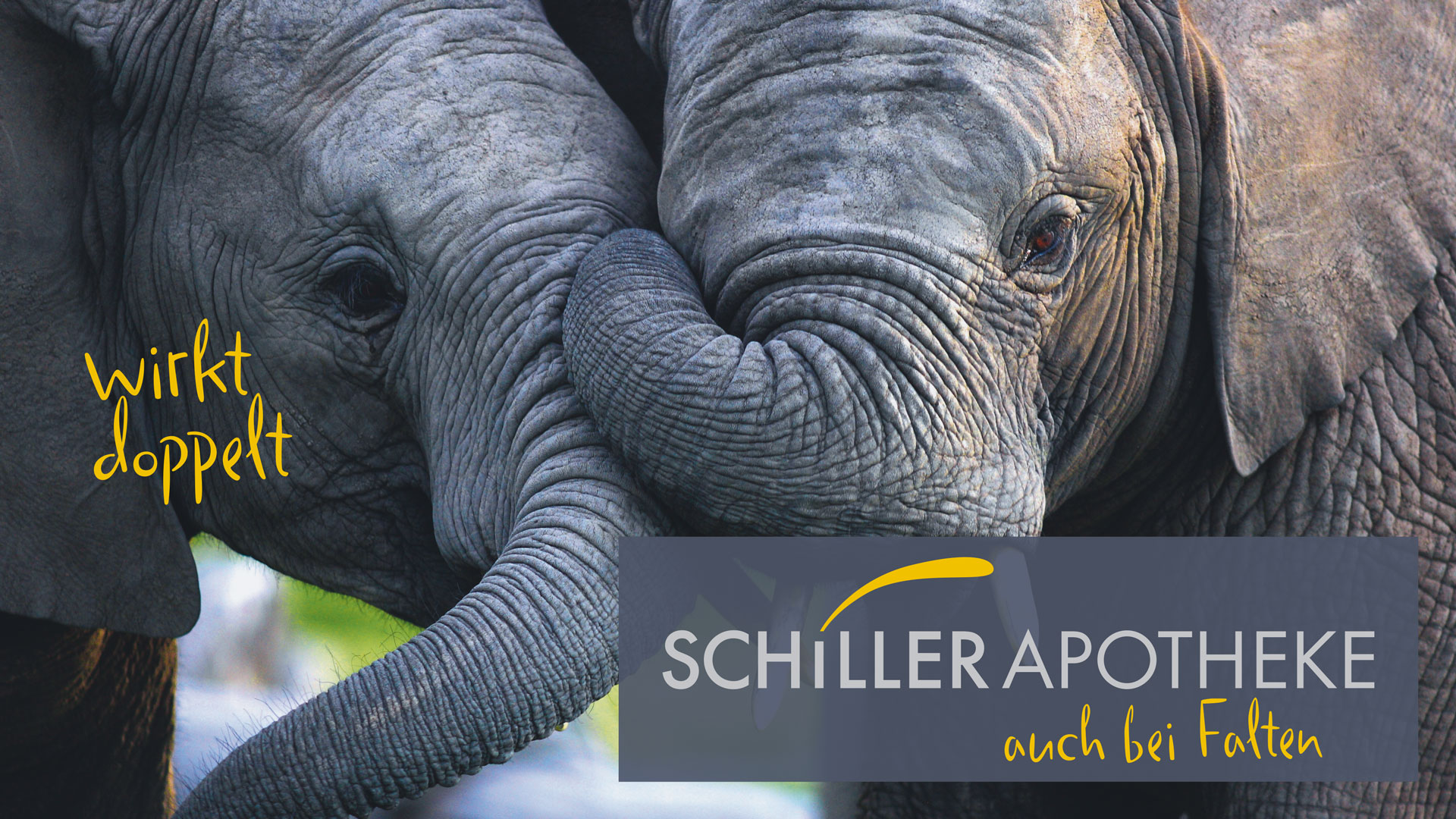 Zwei Elefanten nebeneinander mit dem Logo Schiller Apotheke wirkt doppelt auch bei Falten